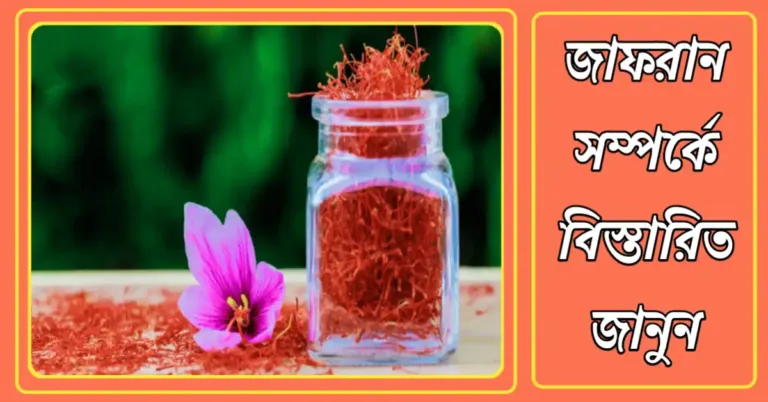 জাফরান এর উপকারিতা | জাফরান এর দাম বাংলাদেশে কত টাকা?