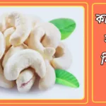 কাজু বাদাম খাওয়ার নিয়ম ও স্বাস্থ্য উপকারিতা গুলো কি কি? 20241023_024021