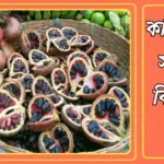 কাঠবাদাম এর উপকারিতা ও প্রতিদিন কয়টা কাঠবাদাম খাওয়া উচিত? 20241025_013226
