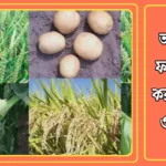 অনলাইনে ফসল বিক্রি করার পদ্ধতি ও কৌশল 20241213_185115