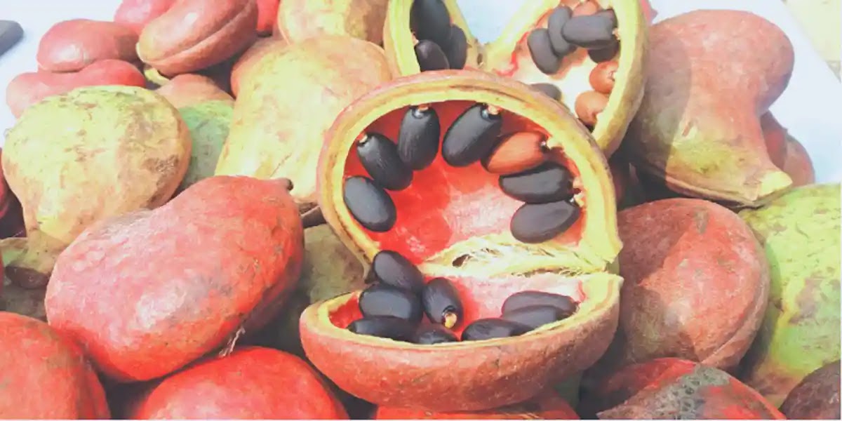 কাঠবাদাম এর উপকারিতা ও প্রতিদিন কয়টা কাঠবাদাম খাওয়া উচিত? কাঠবাদাম এর উপকারিতা ও প্রতিদিন কয়টা কাঠবাদাম খাওয়া উচিত?