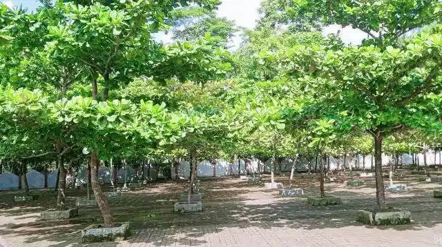 কাঠবাদাম এর উপকারিতা ও প্রতিদিন কয়টা কাঠবাদাম খাওয়া উচিত? কাঠবাদাম এর উপকারিতা ও প্রতিদিন কয়টা কাঠবাদাম খাওয়া উচিত?
