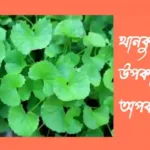 থানকুনি পাতার উপকারিতা ও অপকারিতা থানকুনি-পাতার-উপকারিতা-ও-অপকারিতা